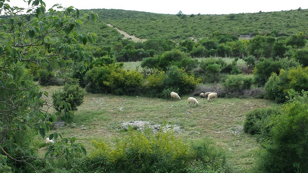 Villa Dvori Dida Mile Sveti Petar  Quarto foto